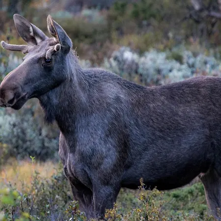 Furuhaugli Fjellhytter * Vålåsjø